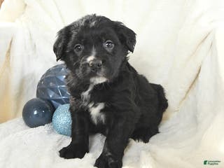 Mixed Breed dogs Maverick - Ad 27