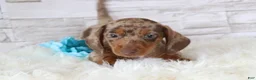 Dachshund dogs for sale: Oliver  - Ad 5