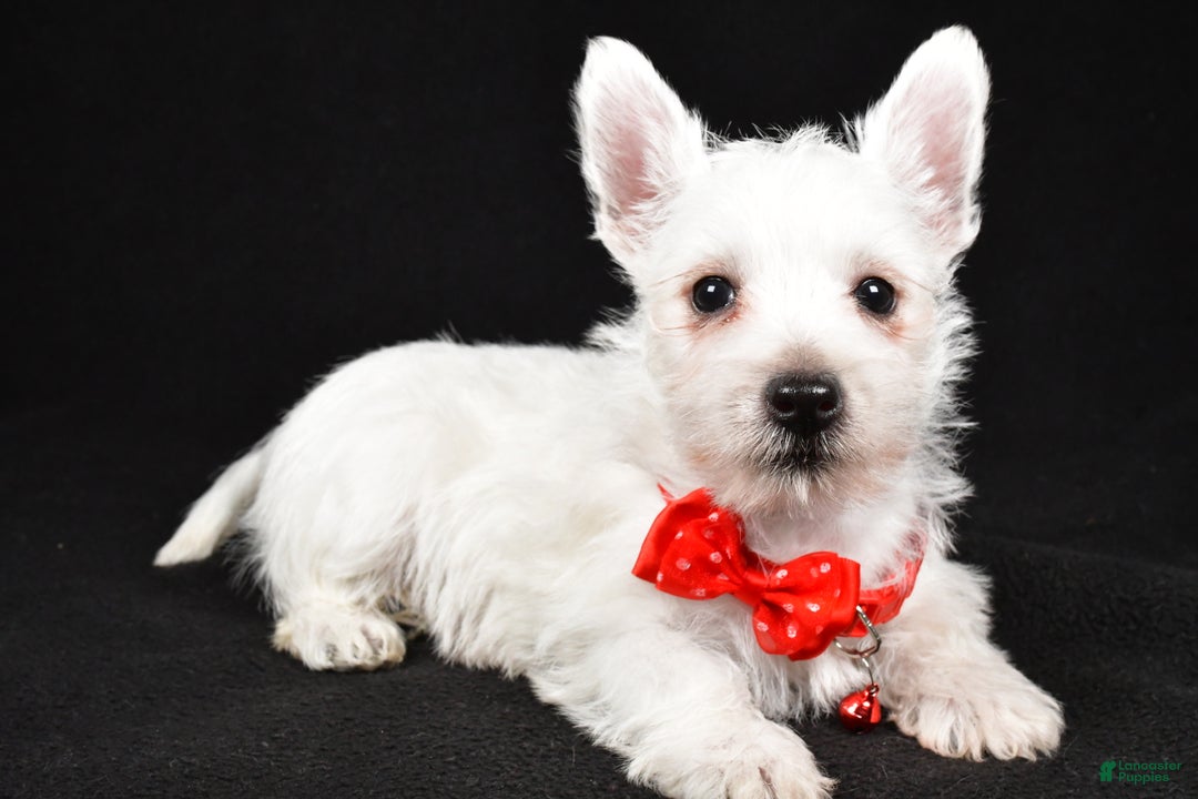 West Highland Terrier dogs for sale: Dan - Ad 1