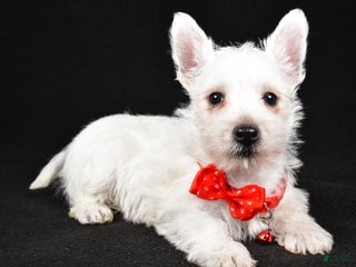 West Highland Terrier dogs Dan - Ad 9