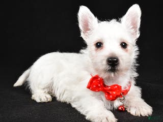 West Highland Terrier dogs Dan - Ad 5