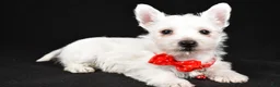 West Highland Terrier dogs for sale: Dan - Ad 1