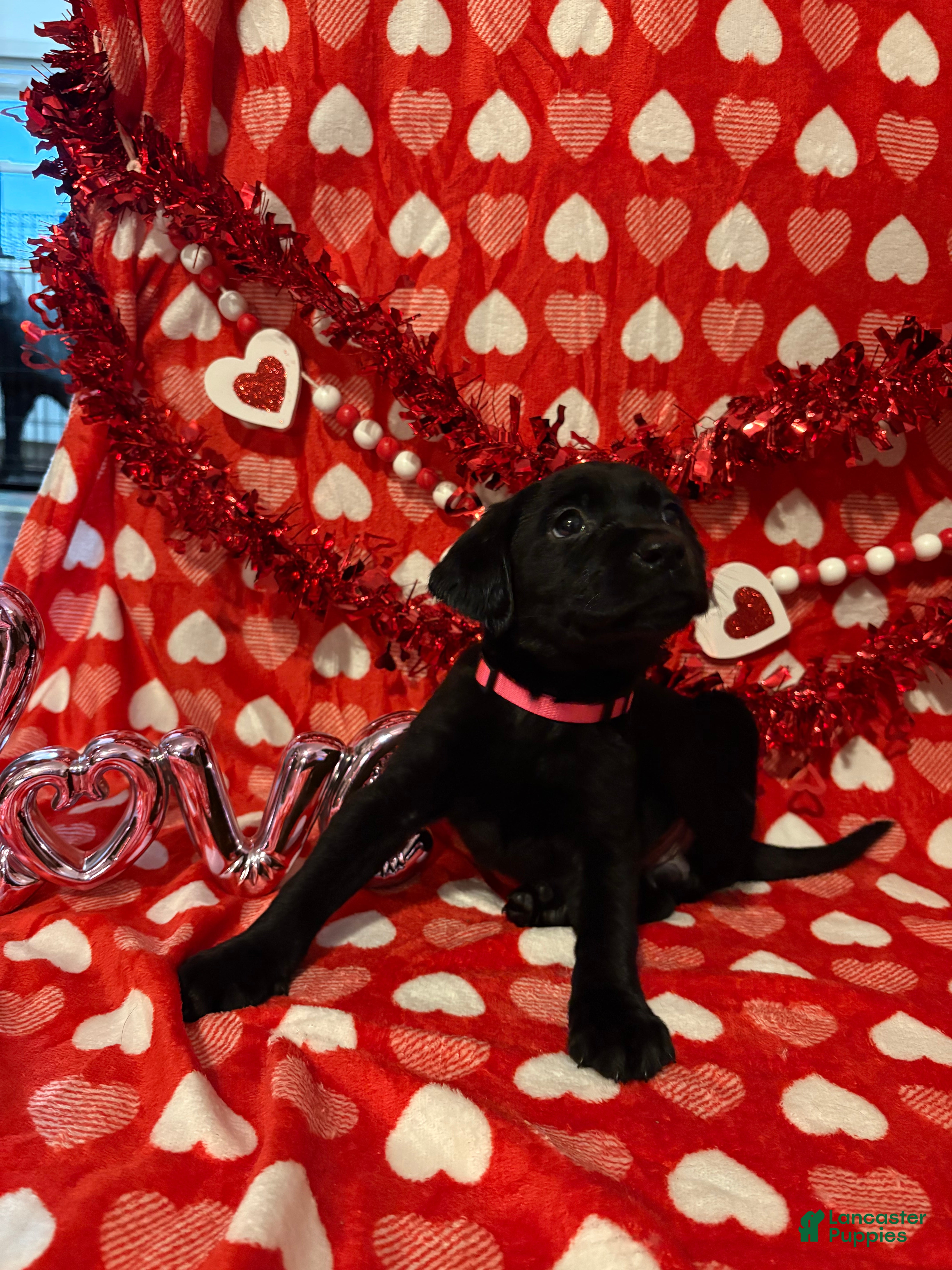 Labrador Retriever dogs Millie - Ad 15