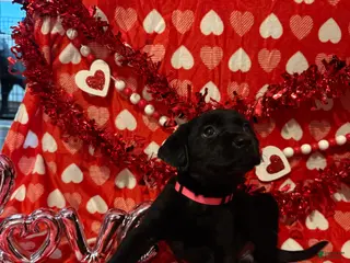 Labrador Retriever dogs Millie - Ad 15