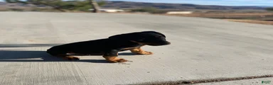 Lil Croc