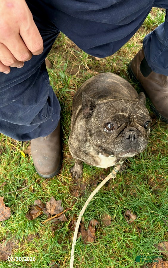 French Bulldog dogs Aretha - Ad 1