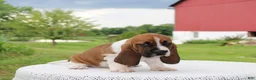 Basset Hound dogs for sale: Molly - Ad 2