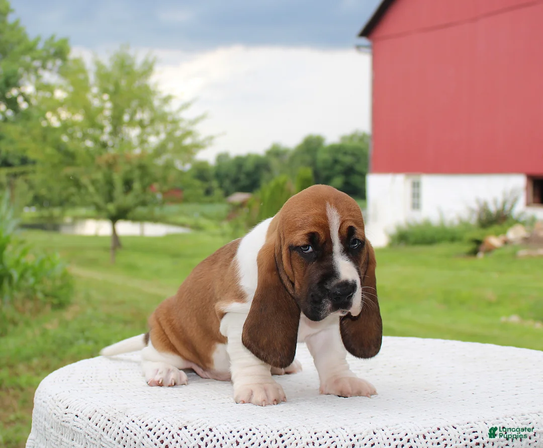Basset Hound dogs for sale: Molly - Ad 2