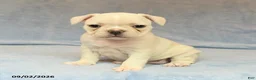French Bulldog dogs for sale: Vinnie - Ad 2