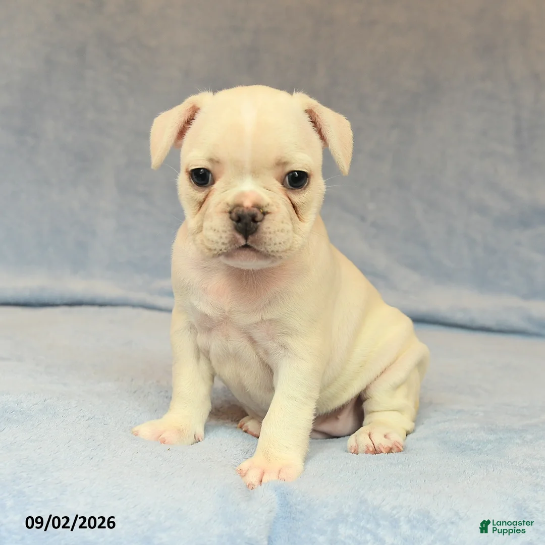 French Bulldog dogs for sale: Vinnie - Ad 2