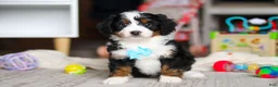 Mini Bernedoodle dogs for sale: Chase - Ad 1
