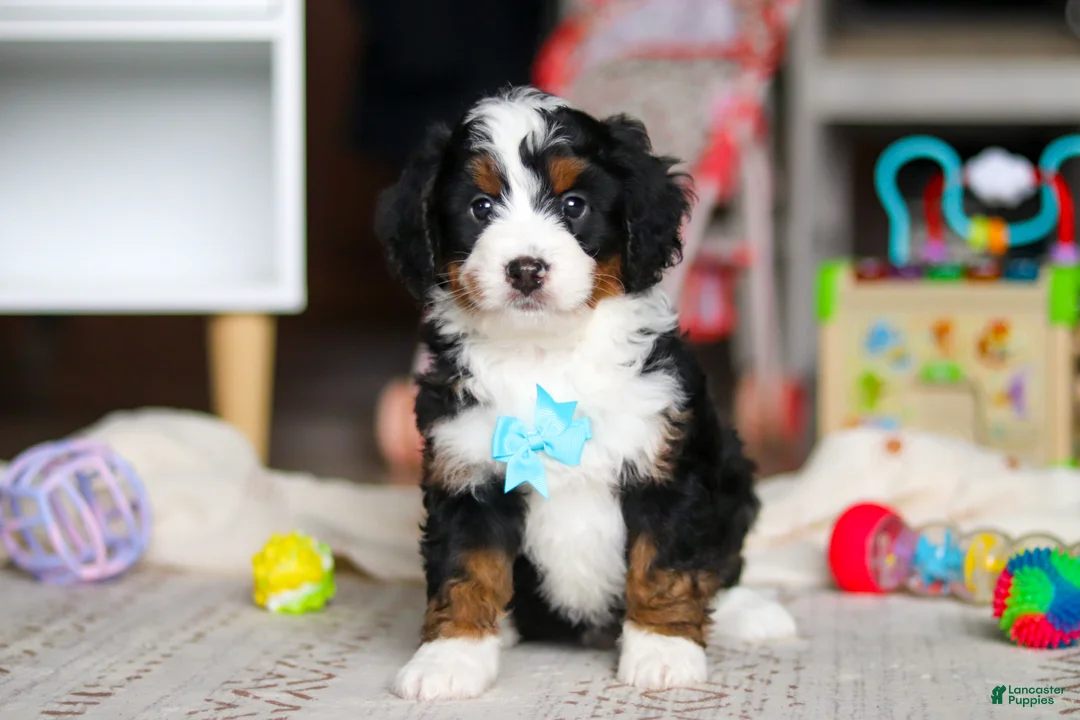 Mini Bernedoodle dogs for sale: Chase - Ad 1