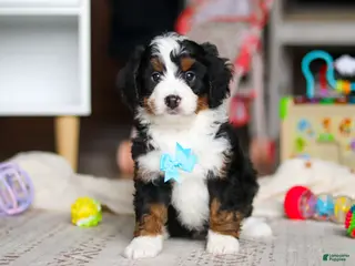 Mini Bernedoodle dogs for sale: Chase - Ad 4