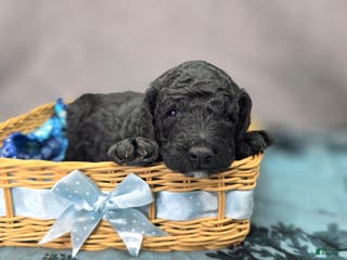 Cockapoo dogs Bell - Ad 27