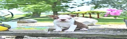 Boston Terrier dogs for sale: Kori - Ad 4