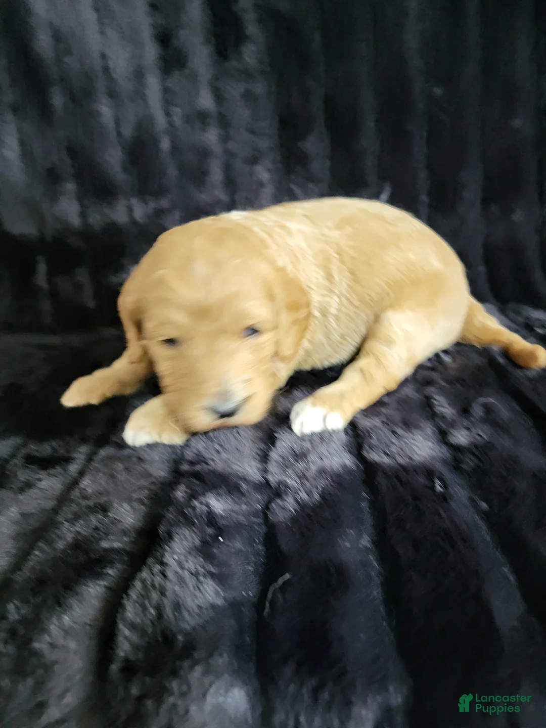 Standard Poodle dogs for sale: Standard Poodle Puppy Female - Ad 3