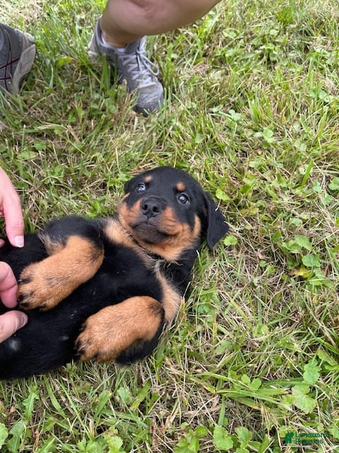 Rottweiler dogs sassy - Ad 37