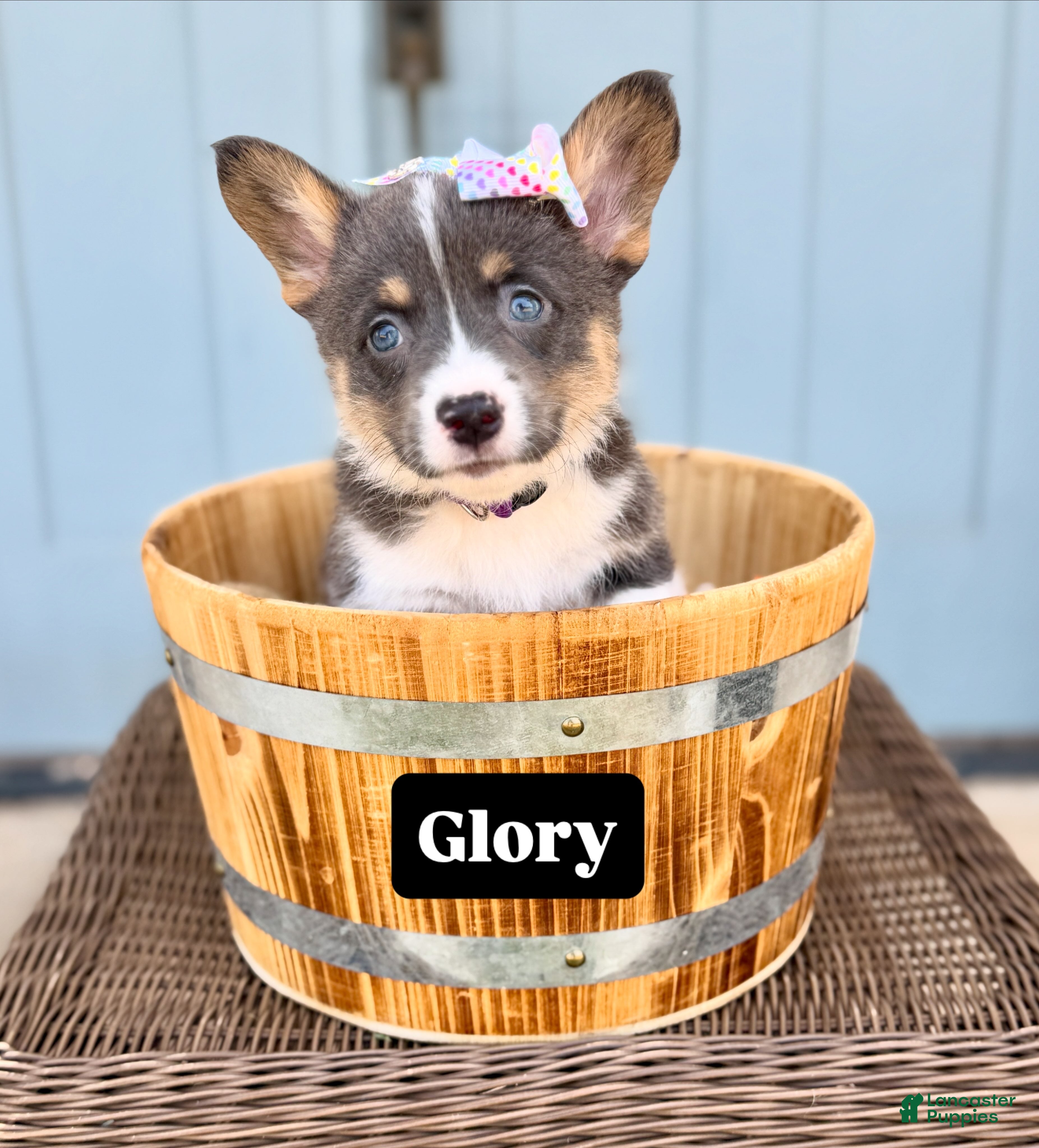 Welsh Corgi Pembroke dogs Glory - Ad 10