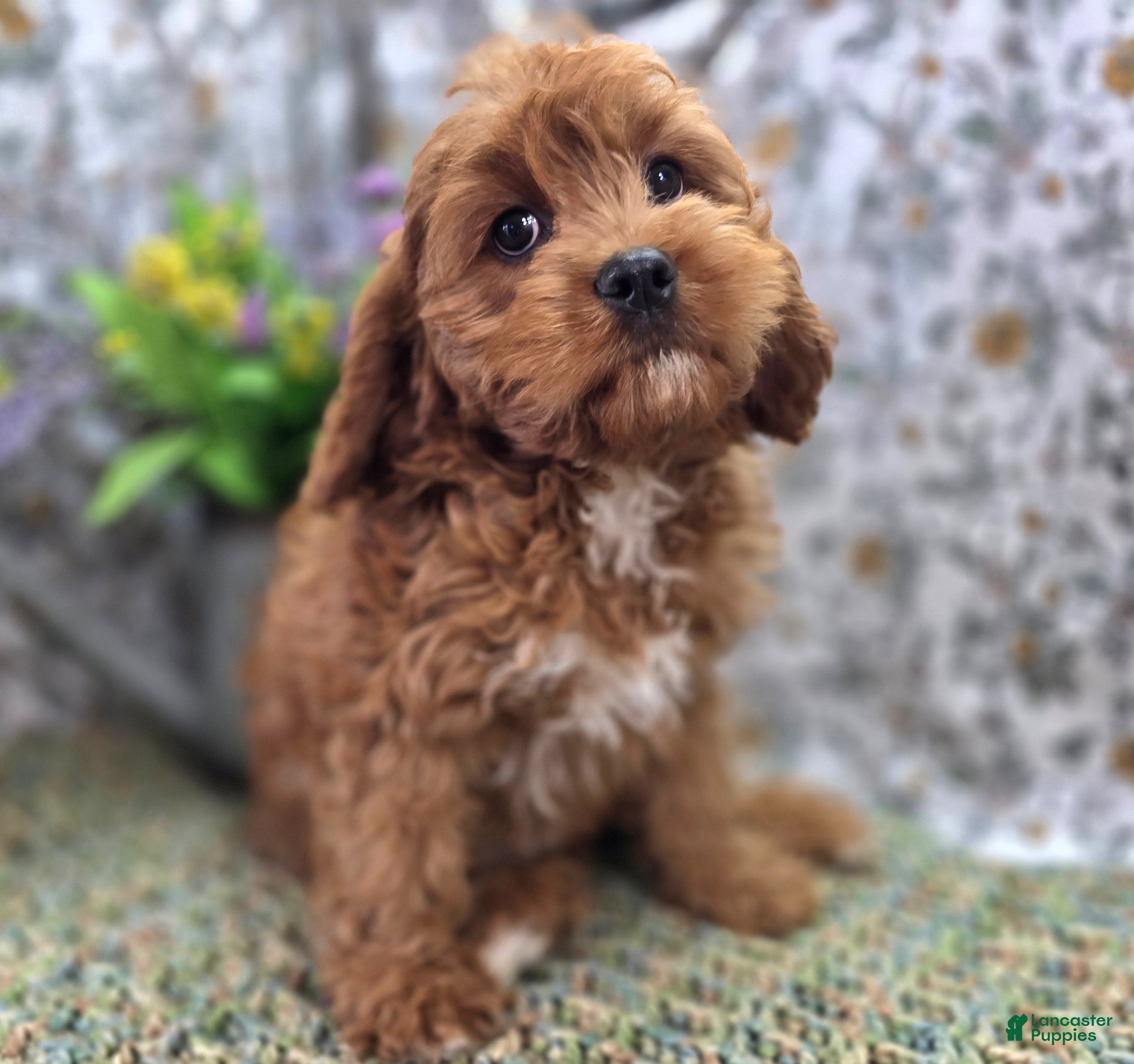 Cavapoo dogs Denali - Ad 11