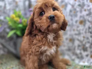Cavapoo dogs Denali - Ad 11