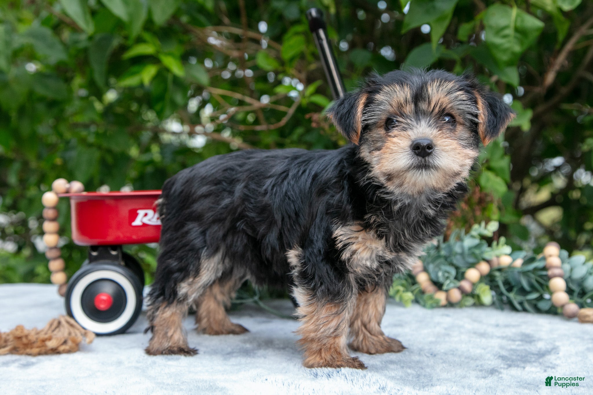 Yorkshire Terrier dogs Ellie - Ad 1
