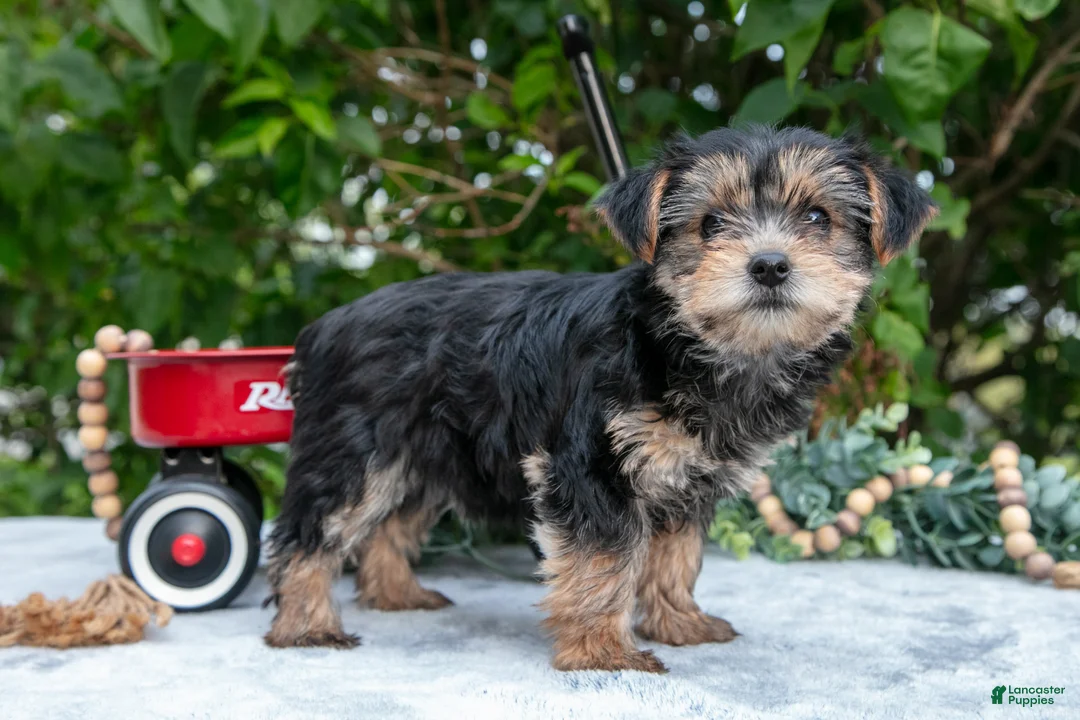 Yorkshire Terrier dogs for sale: Ellie - Ad 1