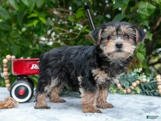 Yorkshire Terrier dogs for sale: Ellie - Ad 3