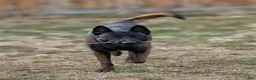 Belgian Malinois dogs for stud: Vidarr - Ad 4