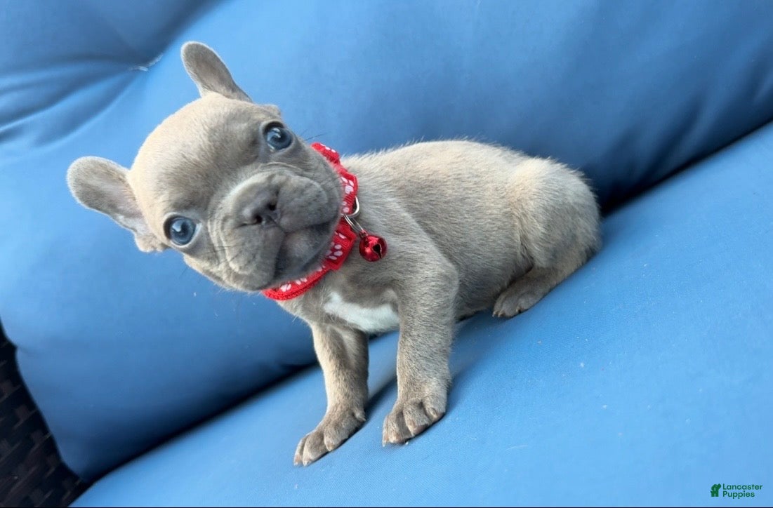 French Bulldog dogs Titan - Ad 9