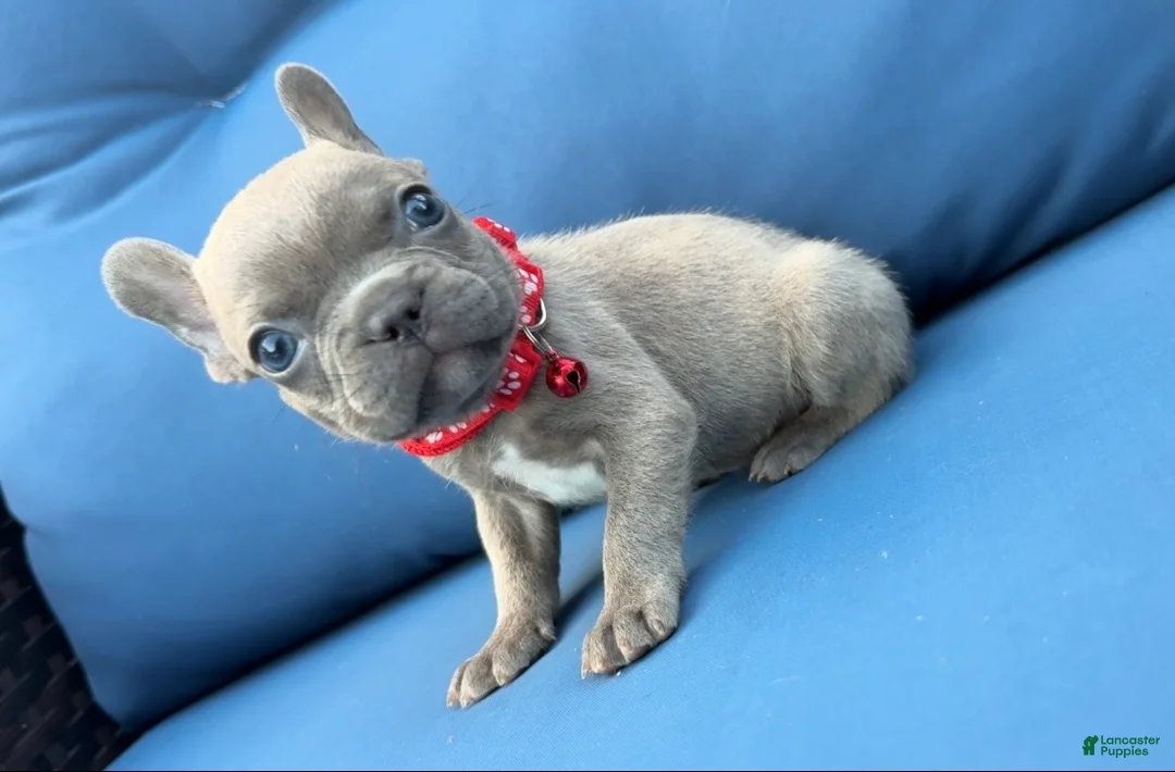 French Bulldog dogs for sale: Titan - Ad 1