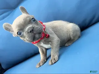 French Bulldog dogs Titan - Ad 9