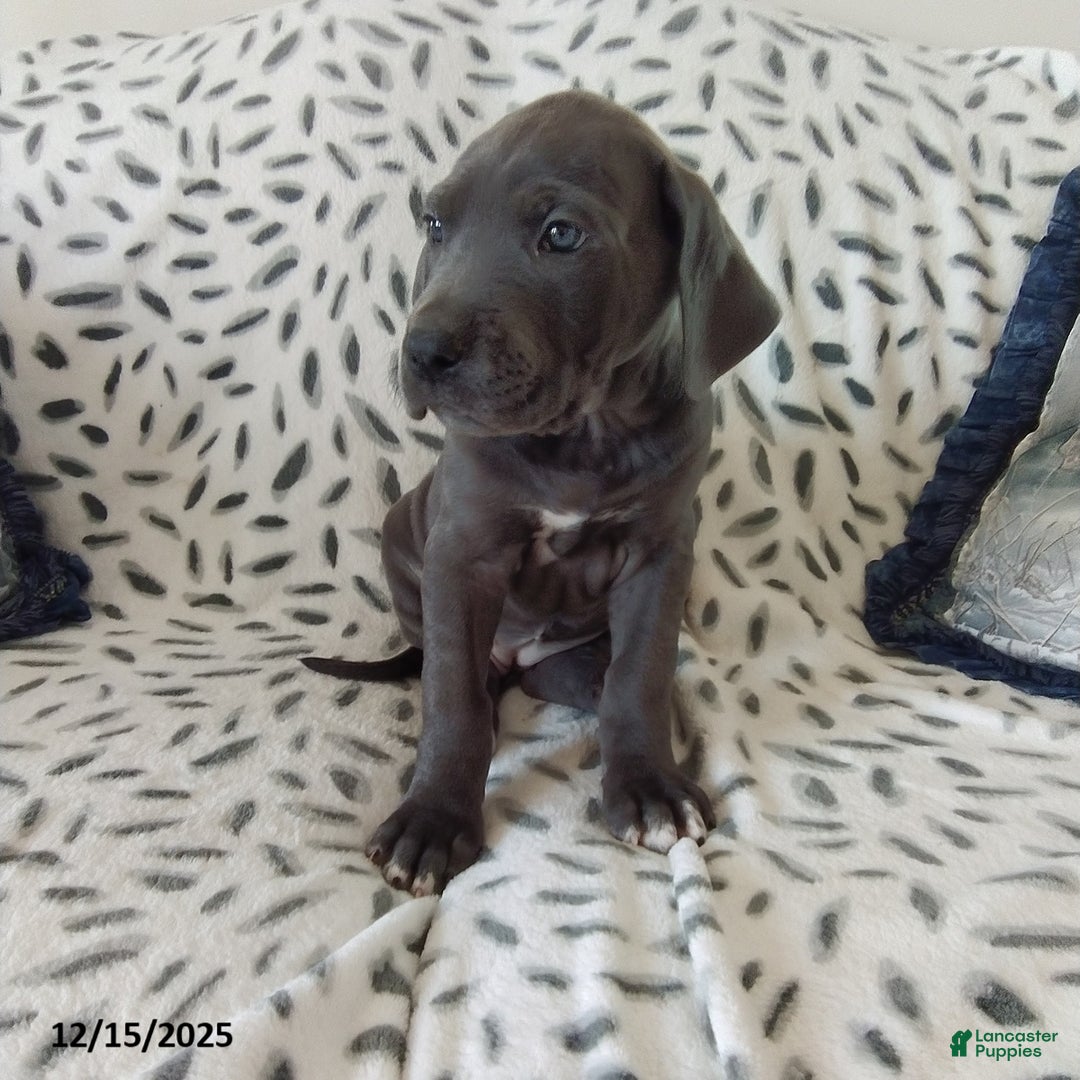 Great Dane dogs for sale: Kayla - Ad 2