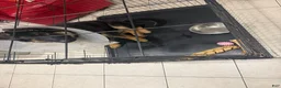 German Shepherd dogs for sale: German Shepherd 1 - Ad 2