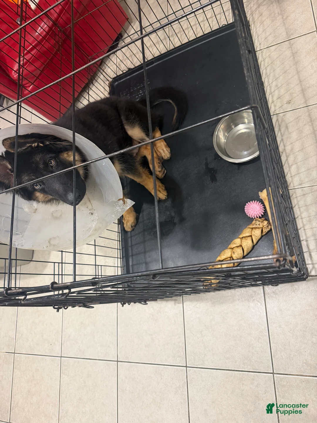 German Shepherd dogs for sale: German Shepherd 1 - Ad 2