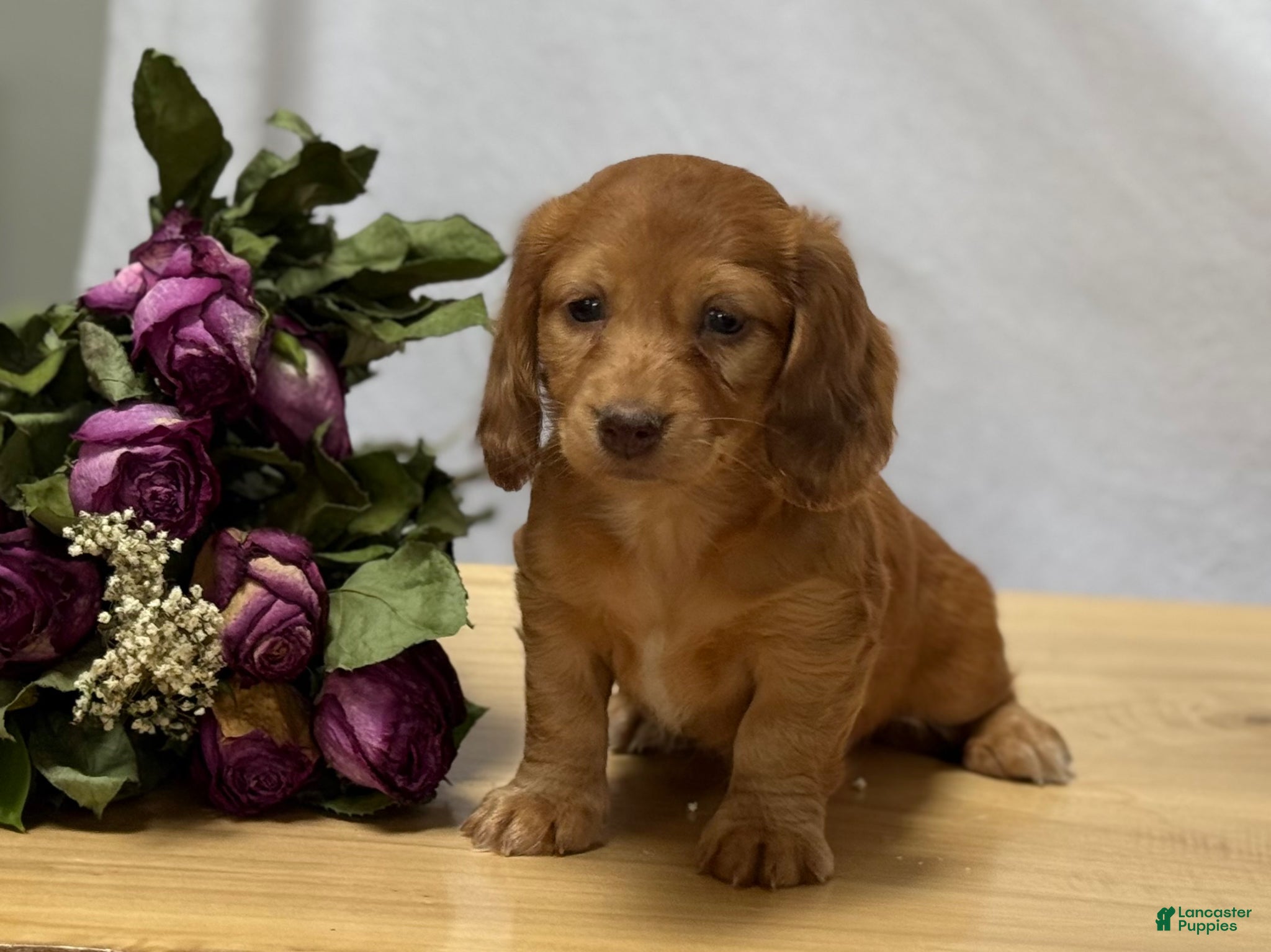 Miniature Dachshund dogs Sienna - Ad 2