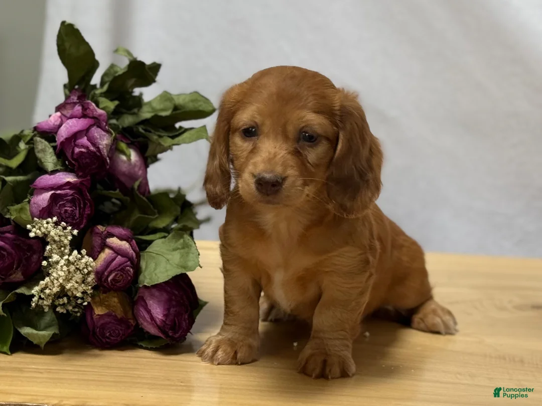 Miniature Dachshund dogs for sale: Sienna - Ad 2