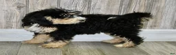 Mini Bernedoodle dogs for sale: Sandy - Ad 5