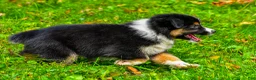Miniature Australian Shepherd dogs for sale: Joy - Ad 13