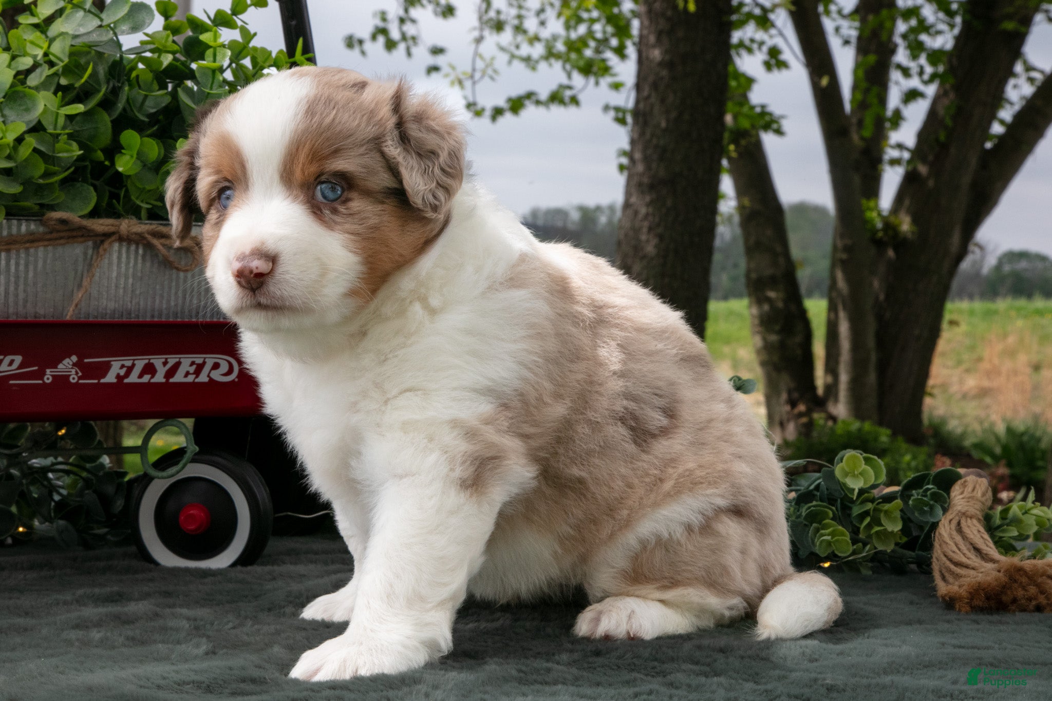 Miniature Australian Shepherd dogs Cowboy - Ad 2