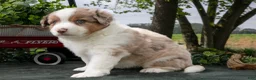 Miniature Australian Shepherd dogs for sale: Cowboy - Ad 2