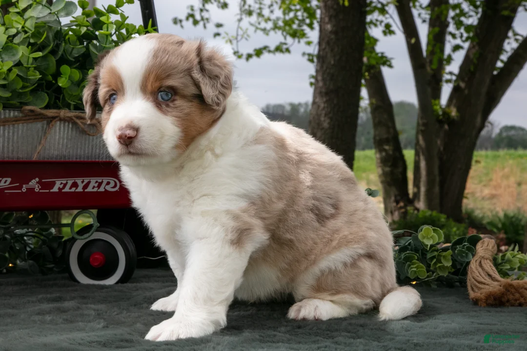 Miniature Australian Shepherd dogs for sale: Cowboy - Ad 2