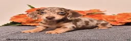 Miniature Dachshund dogs for sale: Irvy - Ad 4