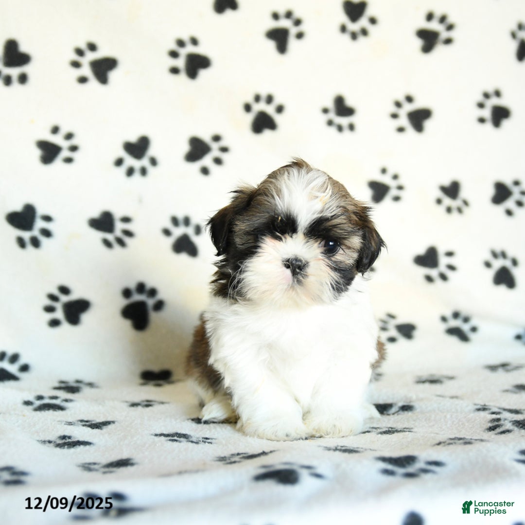 Shih Tzu dogs for sale: Pretzel - Ad 3