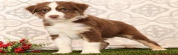 Miniature Australian Shepherd dogs for sale: Rocky - Ad 1