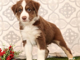 Miniature Australian Shepherd dogs Rocky - Ad 4