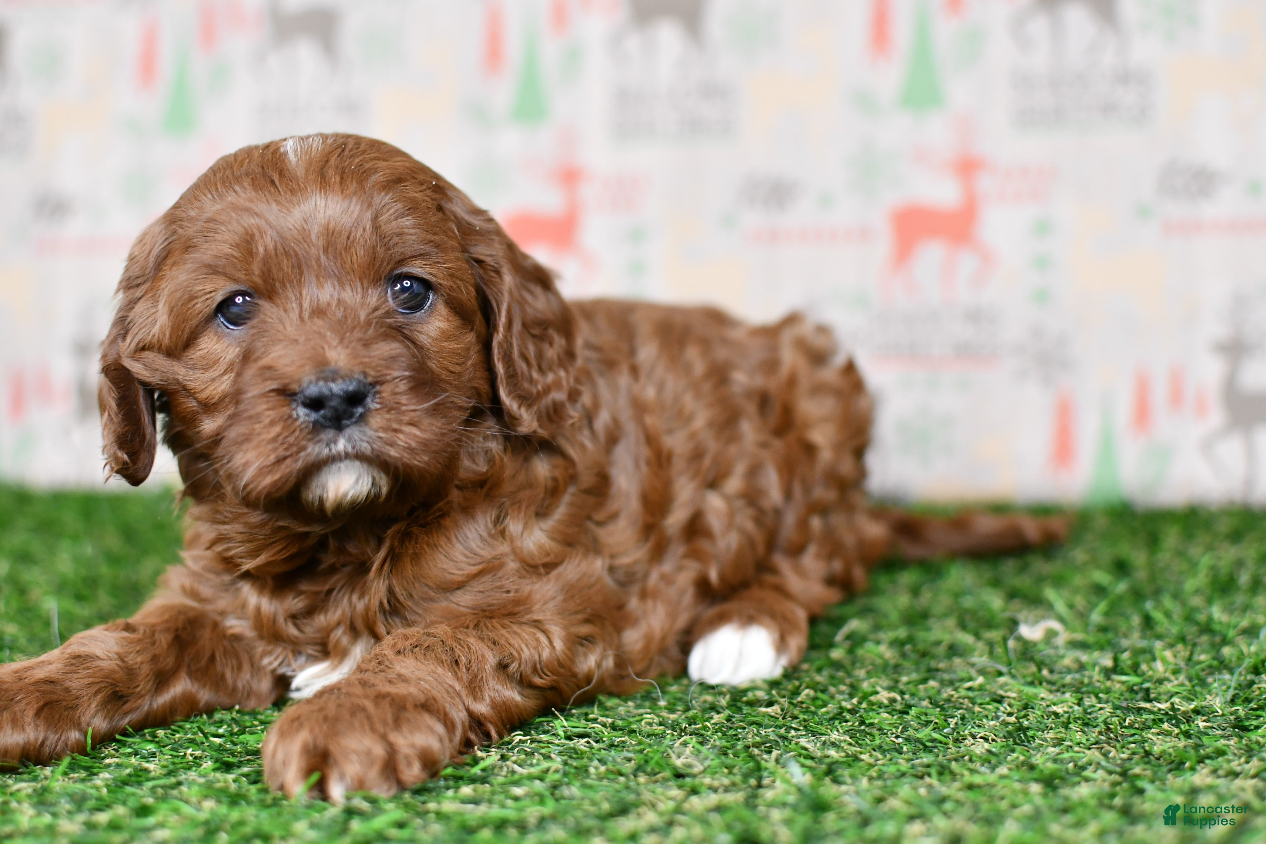 Cavapoo dogs Cavapoo Puppy 1 - Ad 16