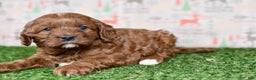 Cavapoo dogs for sale: Cavapoo Puppy 1 - Ad 1