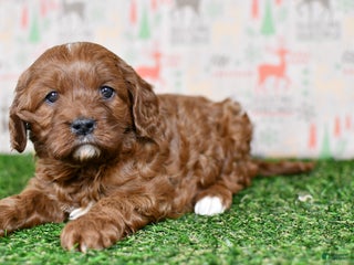 Cavapoo dogs Cavapoo Puppy 1 - Ad 16