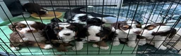 Mini Bernedoodle dogs for sale: Ginger - Ad 4
