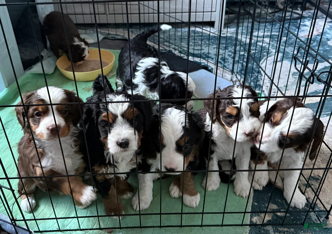 Mini Bernedoodle dogs for sale: Ginger - Ad 4